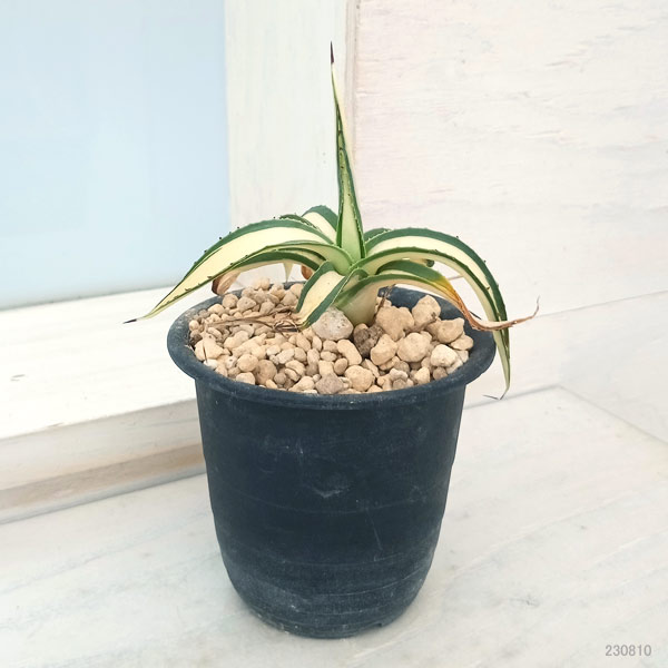 観葉植物 （わけあり特価）アガベ フィリフェラ 藍光黄中斑（発根済み） 2.5号鉢植え23-02_9