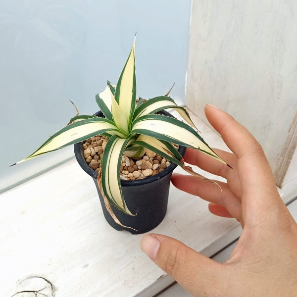 観葉植物 （わけあり特価）アガベ フィリフェラ 藍光黄中斑（発根済み） 2.5号鉢植え23-02_8