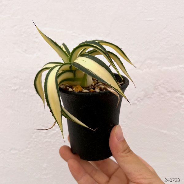 観葉植物 （わけあり特価）アガベ フィリフェラ 藍光黄中斑（発根済み） 2.5号鉢植え23-02_1