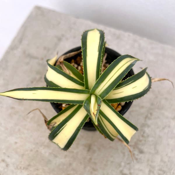 観葉植物 （わけあり特価）アガベ フィリフェラ 藍光黄中斑（発根済み） 2.5号鉢植え23-02_2
