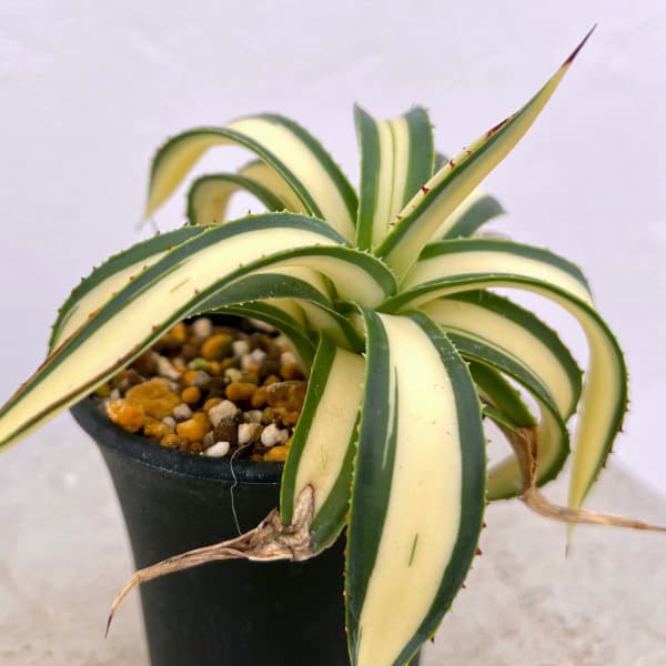 観葉植物 （わけあり特価）アガベ フィリフェラ 藍光黄中斑（発根済み） 2.5号鉢植え23-02_3