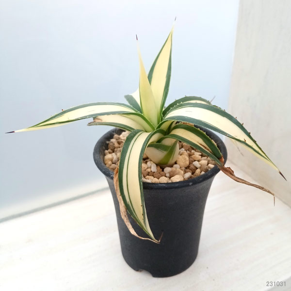 観葉植物 （わけあり特価）アガベ フィリフェラ 藍光黄中斑（発根済み） 2.5号鉢植え23-02_4