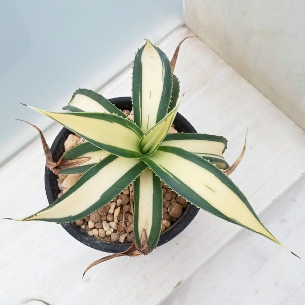 観葉植物 （わけあり特価）アガベ フィリフェラ 藍光黄中斑（発根済み） 2.5号鉢植え23-02_6