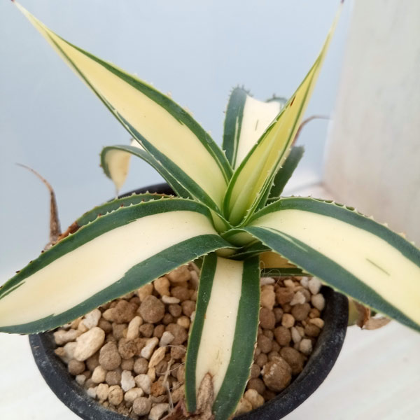 観葉植物 （わけあり特価）アガベ フィリフェラ 藍光黄中斑（発根済み） 2.5号鉢植え23-02_7