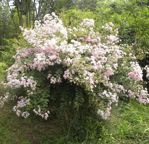 蜜源植物の商品一覧 通販 - Yahoo!ショッピング