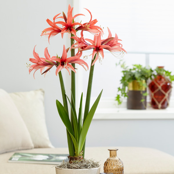 球根 (わけあり特価)アマリリス マジックアマ...の詳細画像2