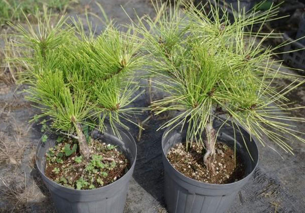 赤松 苗のおすすめ人気商品一覧 通販 - Yahoo!ショッピング