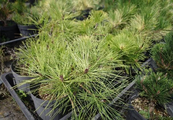 赤松 苗のおすすめ人気商品一覧 通販 - Yahoo!ショッピング