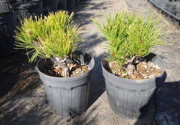 赤松 苗のおすすめ人気商品一覧 通販 - Yahoo!ショッピング