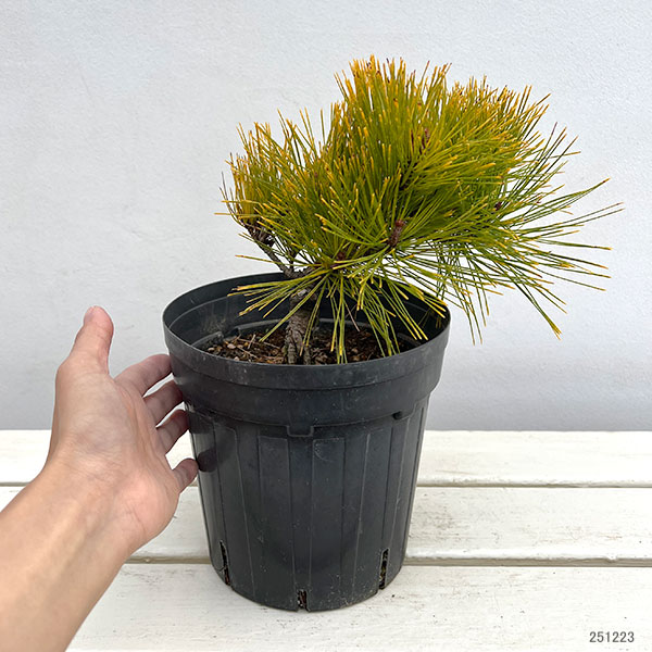 赤松 苗のおすすめ人気商品一覧 通販 - Yahoo!ショッピング