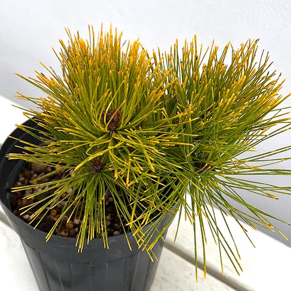 赤松 苗のおすすめ人気商品一覧 通販 - Yahoo!ショッピング