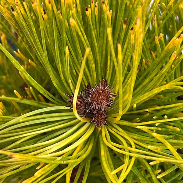 赤松 苗のおすすめ人気商品一覧 通販 - Yahoo!ショッピング