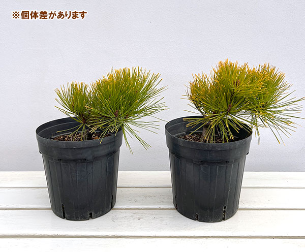 赤松 苗のおすすめ人気商品一覧 通販 - Yahoo!ショッピング