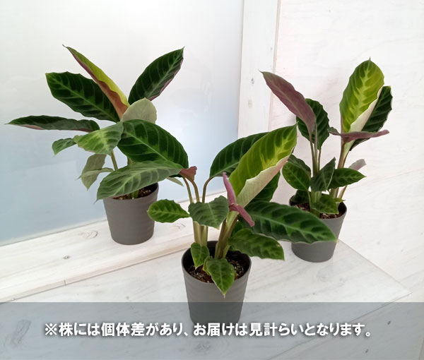 観葉植物/カラテア：ワルセヴィッチー　4号鉢植え｜engei｜06