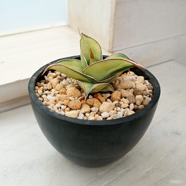 観葉植物 サンセベリア ピングイキュラ バリエガータ（斑入） 3号