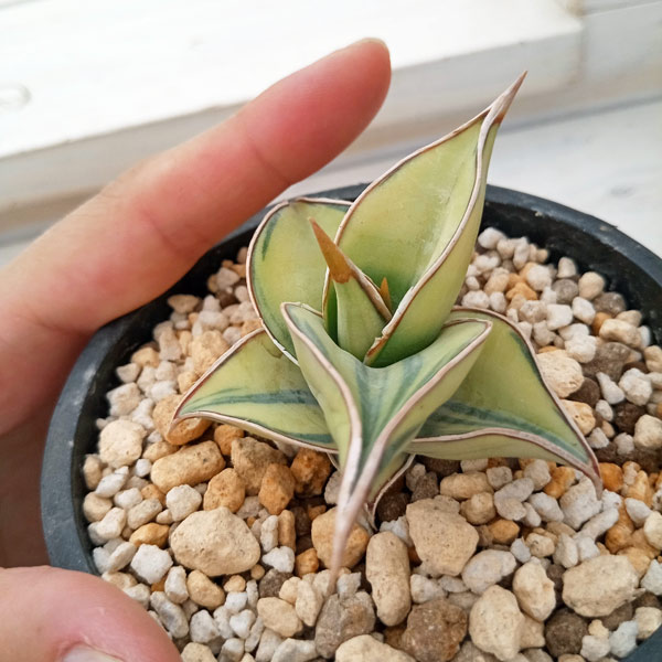 観葉植物 サンセベリア ピングイキュラ バリエガータ（斑入） 3号