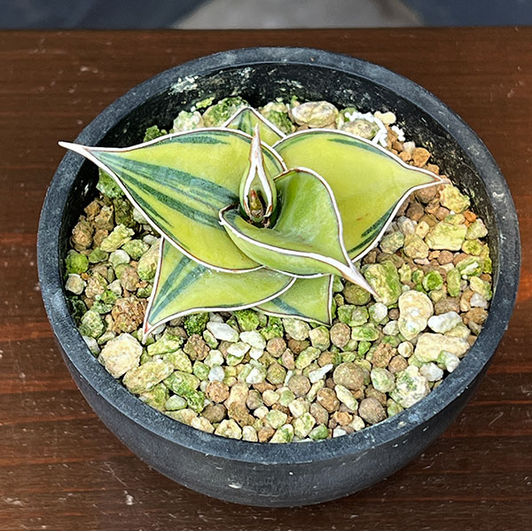 観葉植物 サンセベリア ピングイキュラ バリエガータ（斑入） 3号