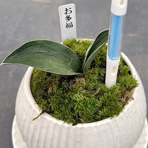 観葉植物 ギフトに オモト(万年青) お多福・...の詳細画像1