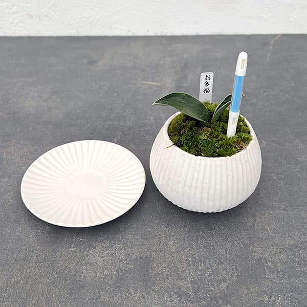 観葉植物 ギフトに オモト(万年青) お多福・...の詳細画像2