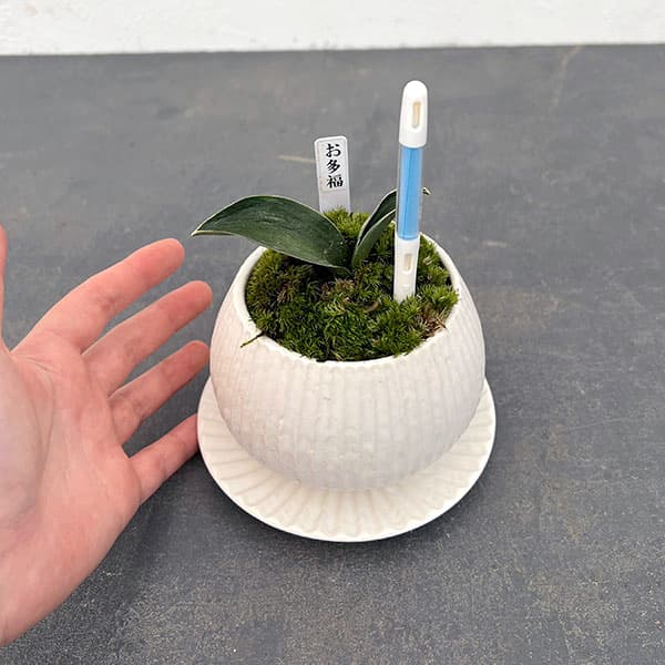 万年青鉢のおすすめ人気商品一覧 通販 - Yahoo!ショッピング