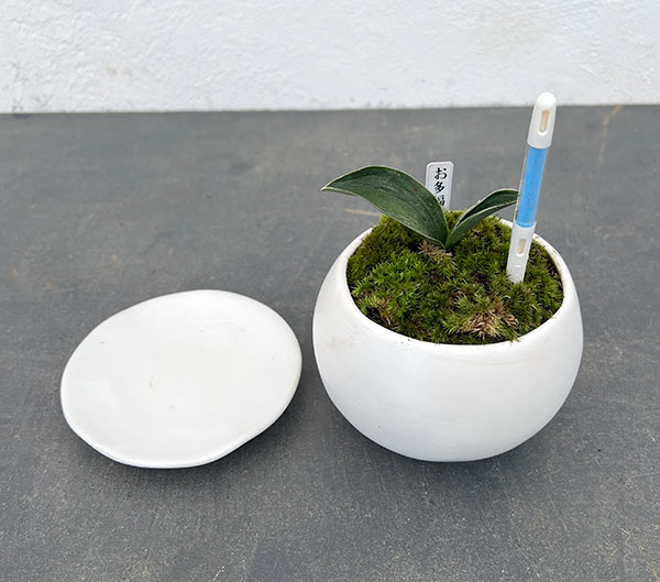 万年青鉢のおすすめ人気商品一覧 通販 - Yahoo!ショッピング