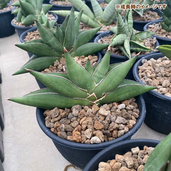 観葉植物 サンスベリア オペラハウス 3号鉢植え23-01_6