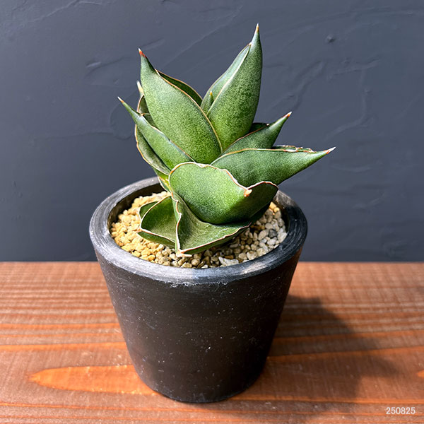 3号鉢のおすすめ人気商品一覧 通販 - Yahoo!ショッピング