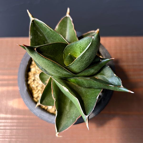 観葉植物 サンスベリア オペラハウス 3号鉢植え23-01_2