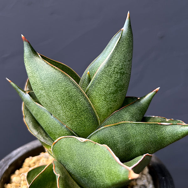 観葉植物 サンスベリア オペラハウス 3号鉢植え23-01_4