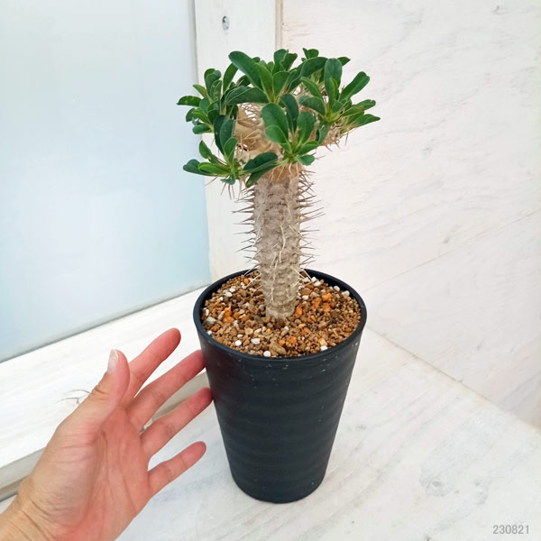 観葉植物 ユーフォルビア ギラウミニアナ 4号鉢植え23-04 : 園芸ネット