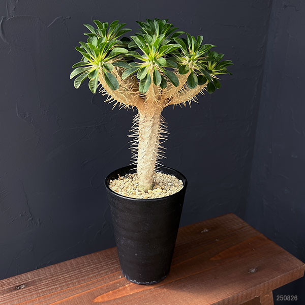 観葉植物 ユーフォルビア ギラウミニアナ 4号鉢植え23-04 : 園芸ネット