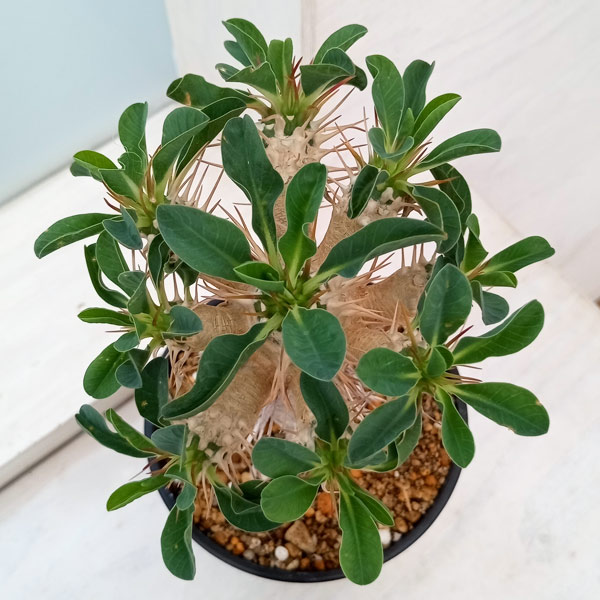 観葉植物 ユーフォルビア ギラウミニアナ 4号鉢植え23-04 : 園芸ネット
