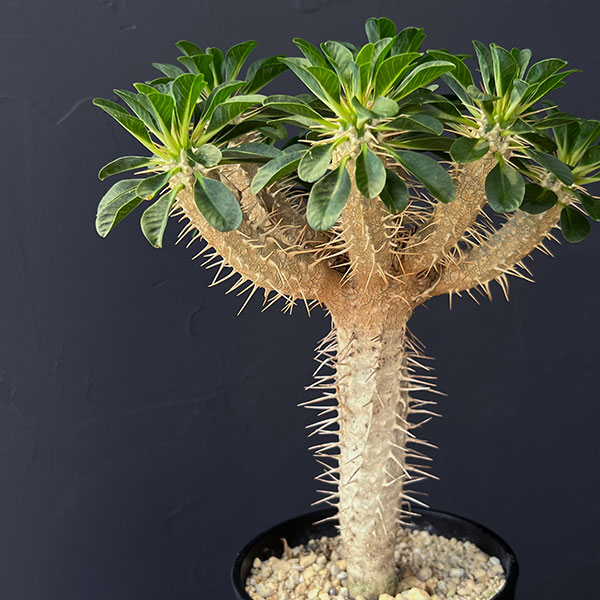 観葉植物 ユーフォルビア ギラウミニアナ 4号鉢植え23-04 : 園芸