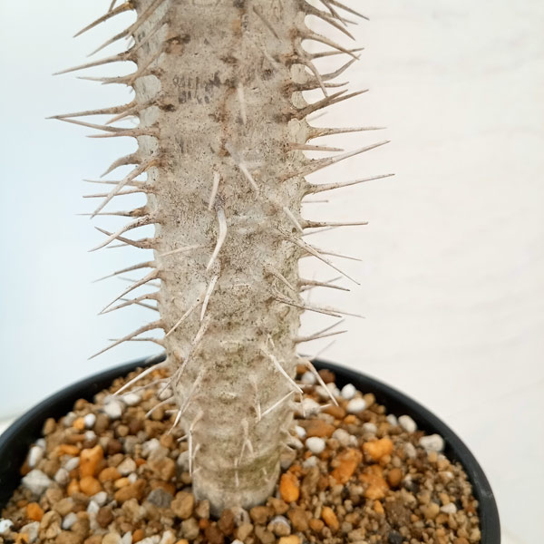 観葉植物 棚卸セール ユーフォルビア ギラウミニアナ 4号鉢植え23-04