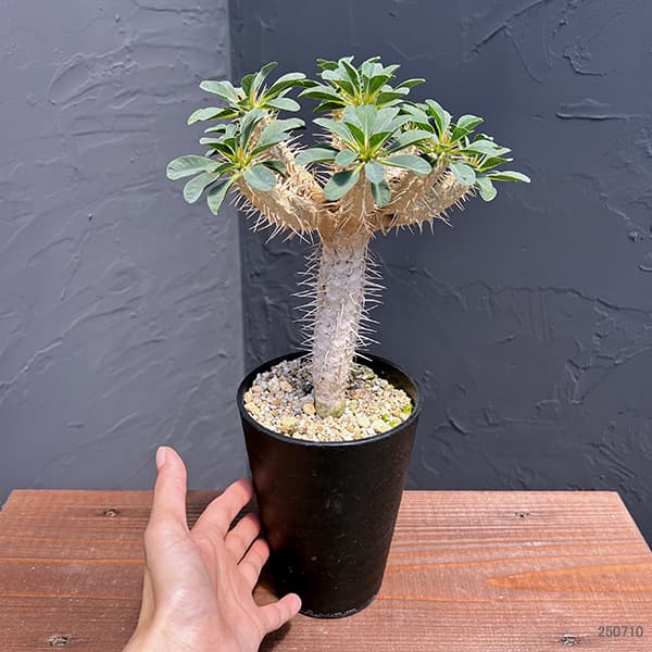 観葉植物 棚卸セール ユーフォルビア ギラウミニアナ 4号鉢植え23-04