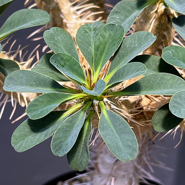 観葉植物 ユーフォルビア ギラウミニアナ 4号鉢植え23-04 : 園芸ネット