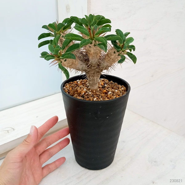 観葉植物/ユーフォルビア：ギラウミニアナ 4号鉢植え23-05 ザ