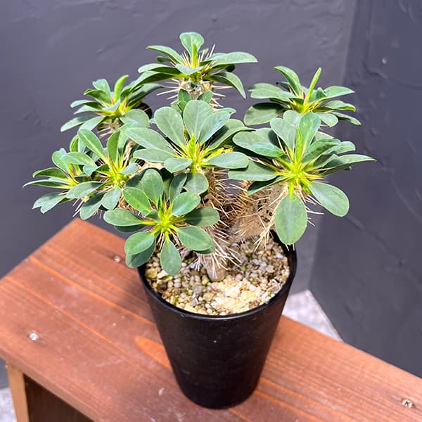 ヒ*ん様 ユーフォルビア　ギラウミニアナ Euphorbia guillauminiana ユーフォルビア・ギラウミニアナ 多肉
