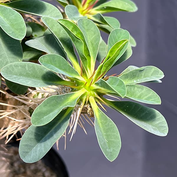 観葉植物 ユーフォルビア ギラウミニアナ 4号鉢植え23-06 : 園芸ネット