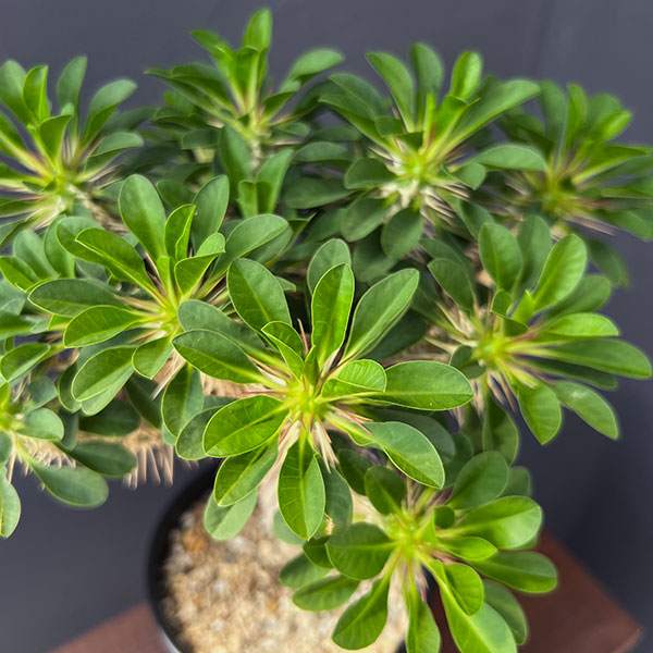 ユーフォルビア種（サボテン、多肉植物） | 花、ガーデニング の商品