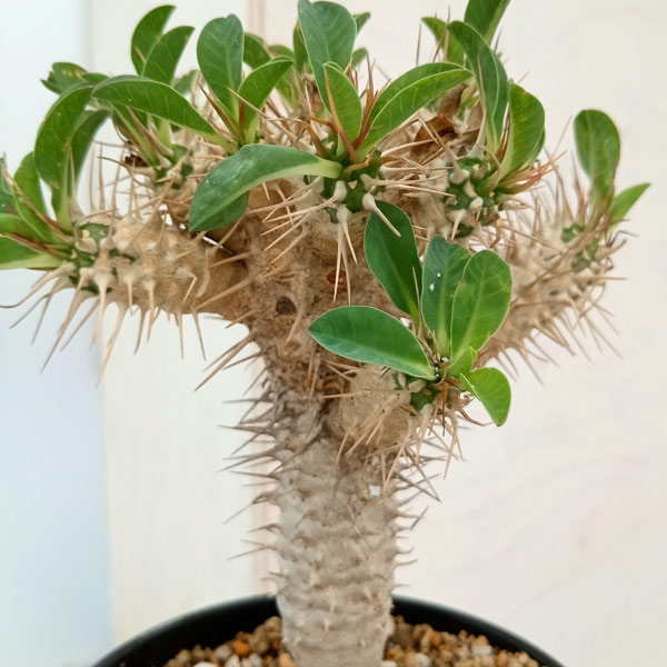ユーフォルビア ギラウミニアナ eg43 観葉植物/ユーフォルビア：ギラウミニアナ 4号鉢植え23-06
