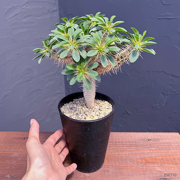 観葉植物 ユーフォルビア ギラウミニアナ 4号鉢植え23-06 : 園芸ネット