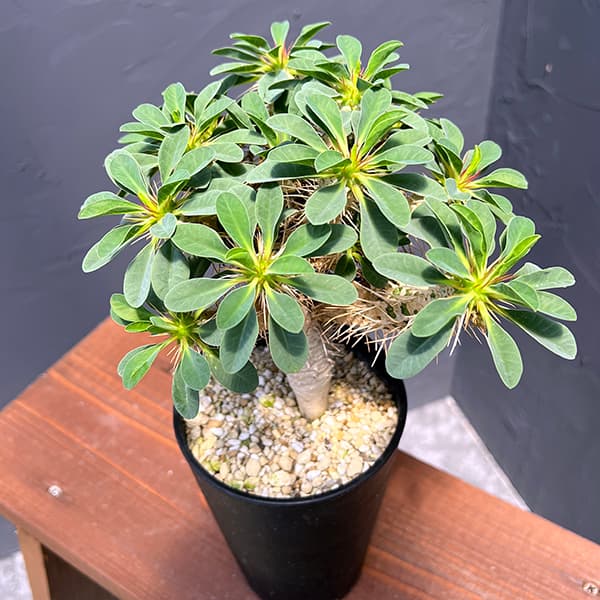 ユーフォルビア種（サボテン、多肉植物） | 花、ガーデニング の