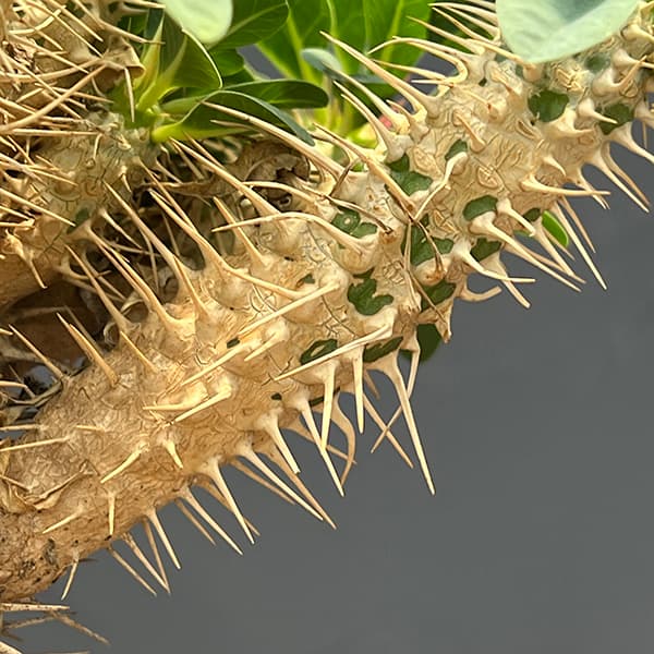 観葉植物 ユーフォルビア ギラウミニアナ 4号鉢植え23-06 : 園芸ネット