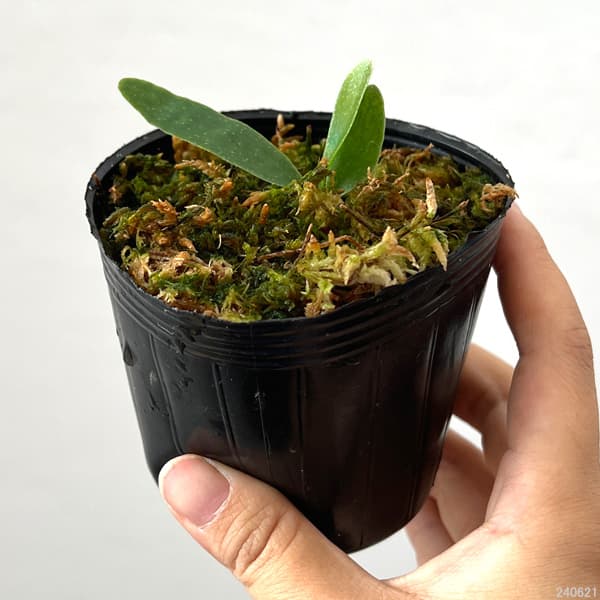 観葉植物/ビカクシダ（コウモリラン）：ヒリー ナンプー 14.5ｃｍ