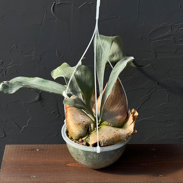 観葉植物 （わけあり特価）ビカクシダ（コウモリラン） Woot #9