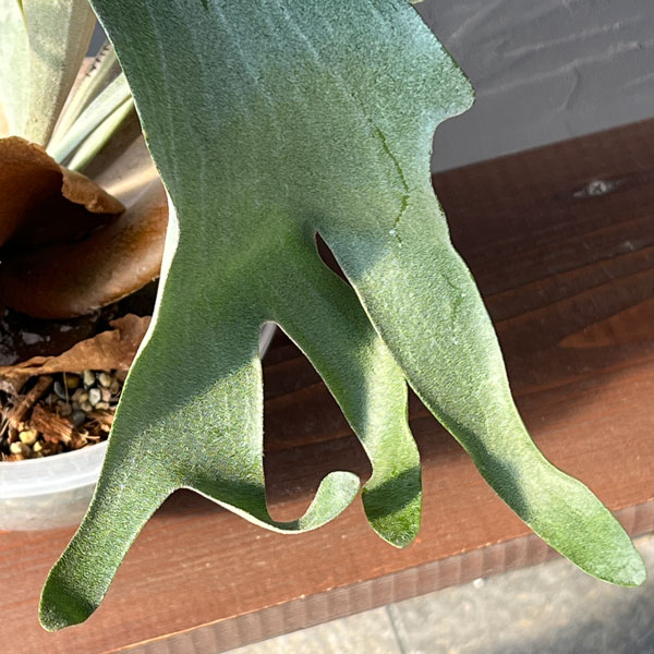 観葉植物 （わけあり特価）ビカクシダ（コウモリラン） Woot #9