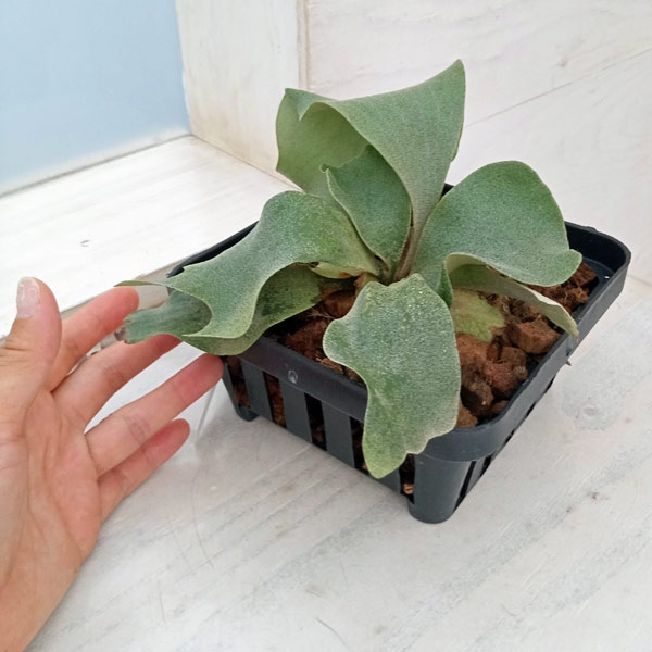 観葉植物/棚卸セール ビカクシダ（コウモリラン）： Woot #9
