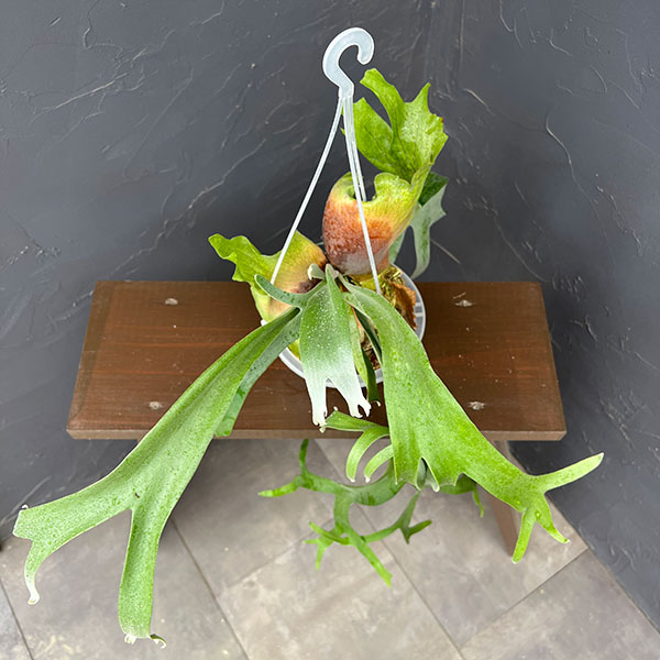 観葉植物 ビカクシダ（コウモリラン） ウィリンキーバリー（スポア株