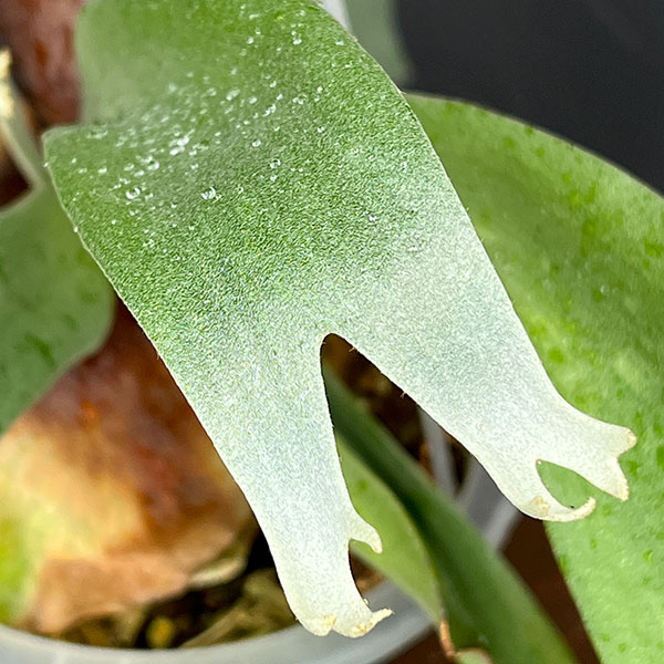 観葉植物 ビカクシダ（コウモリラン） ウィリンキーバリー（スポア株